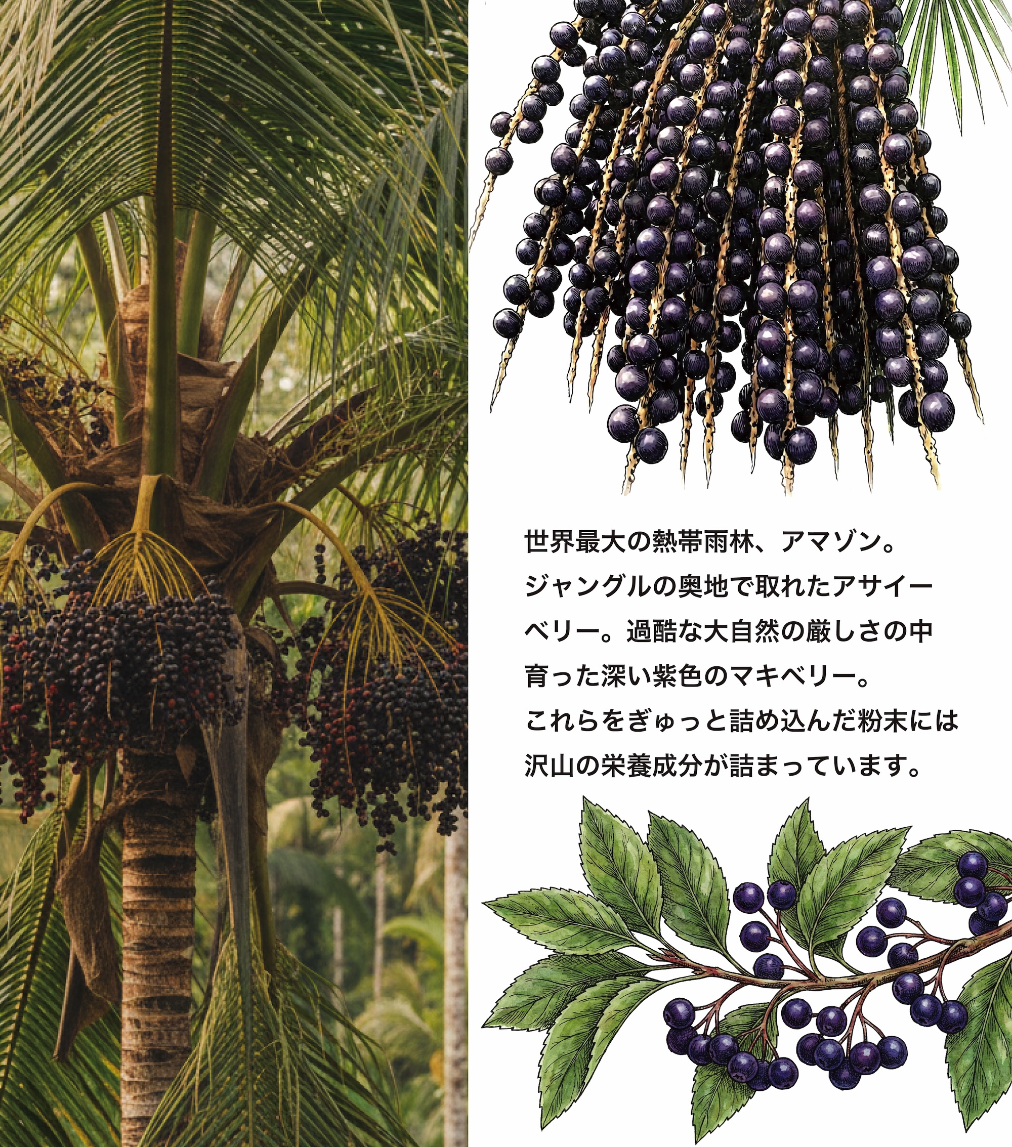 アサイー&マキベリーパウダー 50g - 画像 (4)