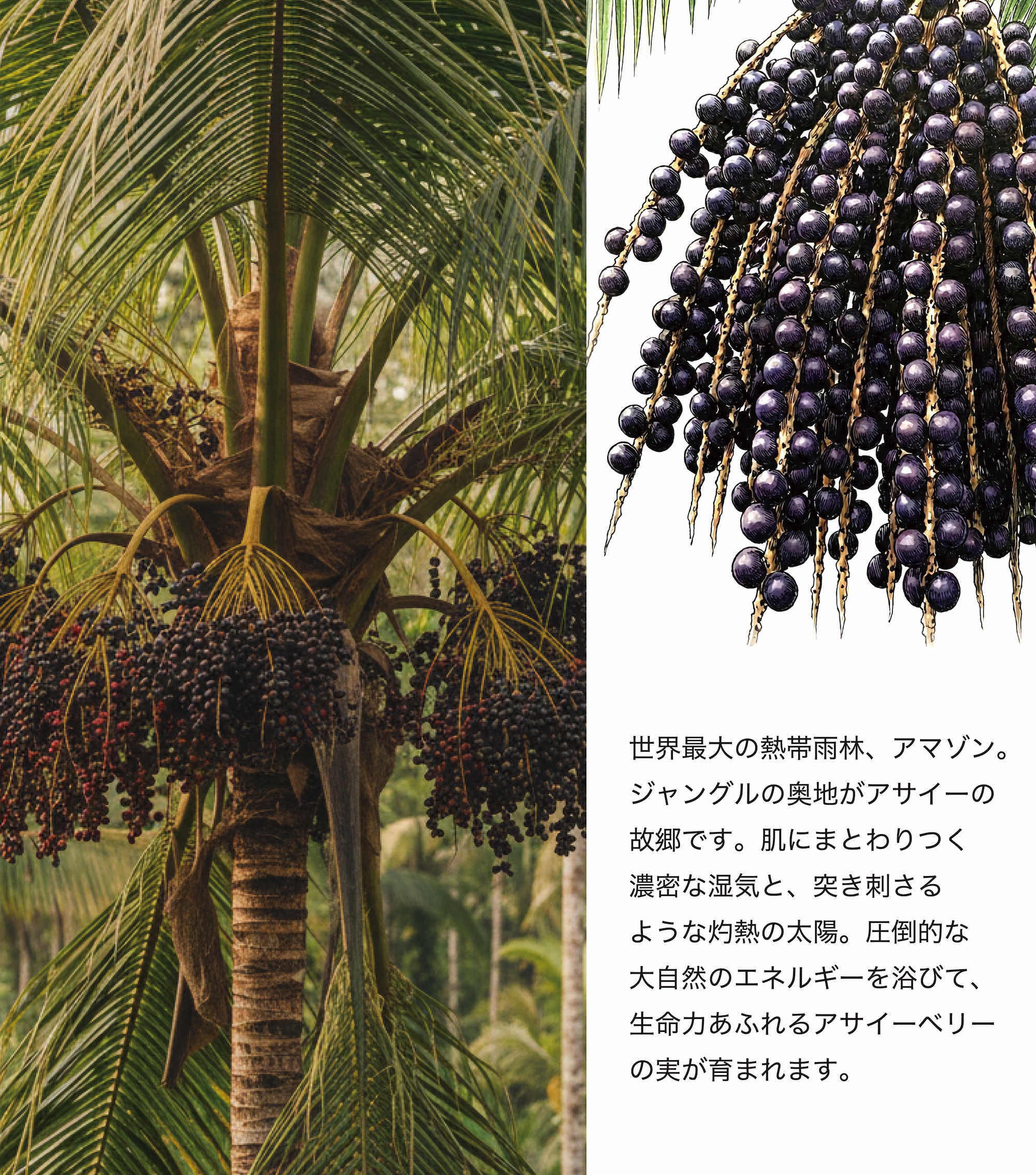 アサイーパウダー 50g - 画像 (4)