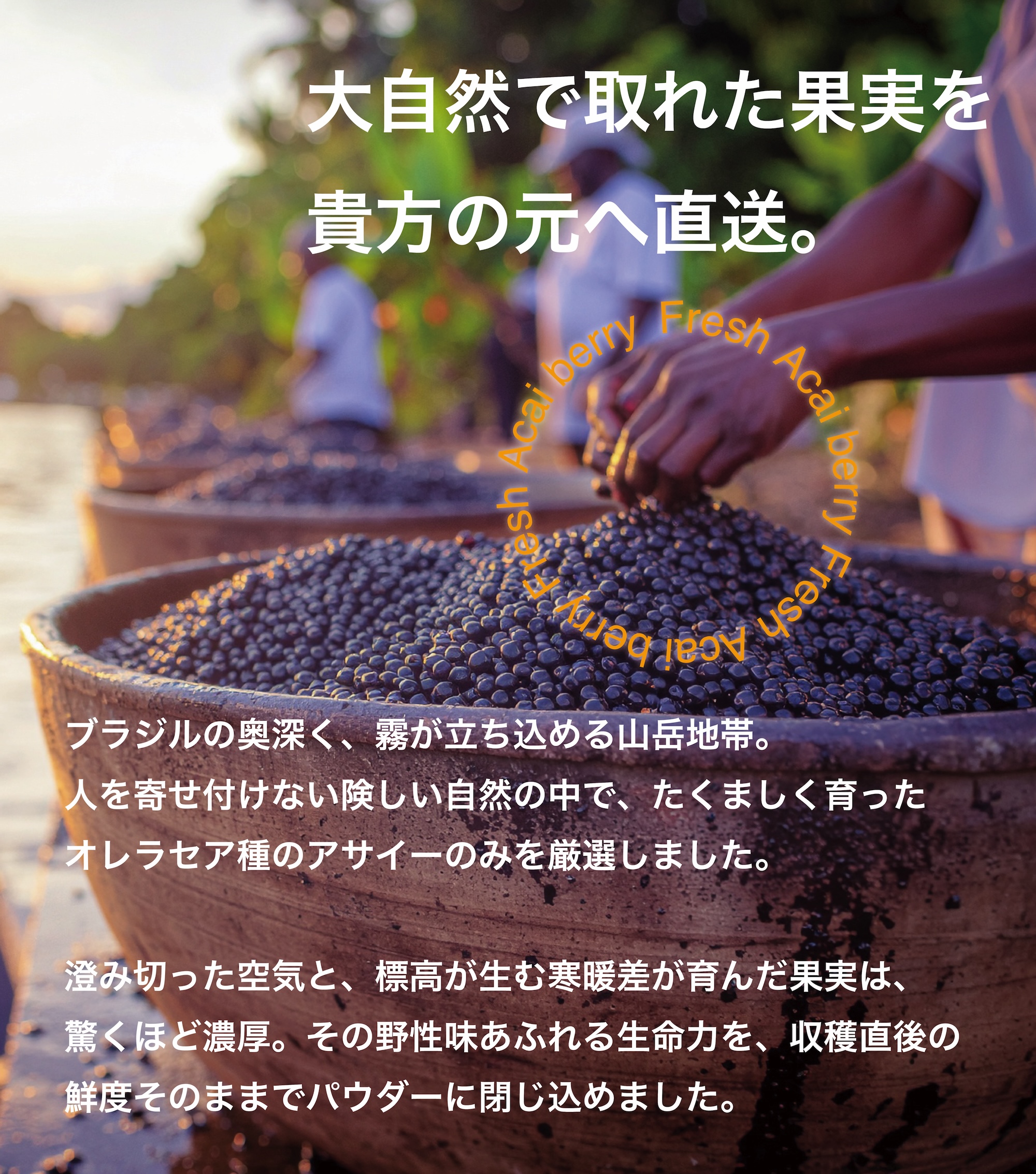 アサイーパウダー 50g - 画像 (5)